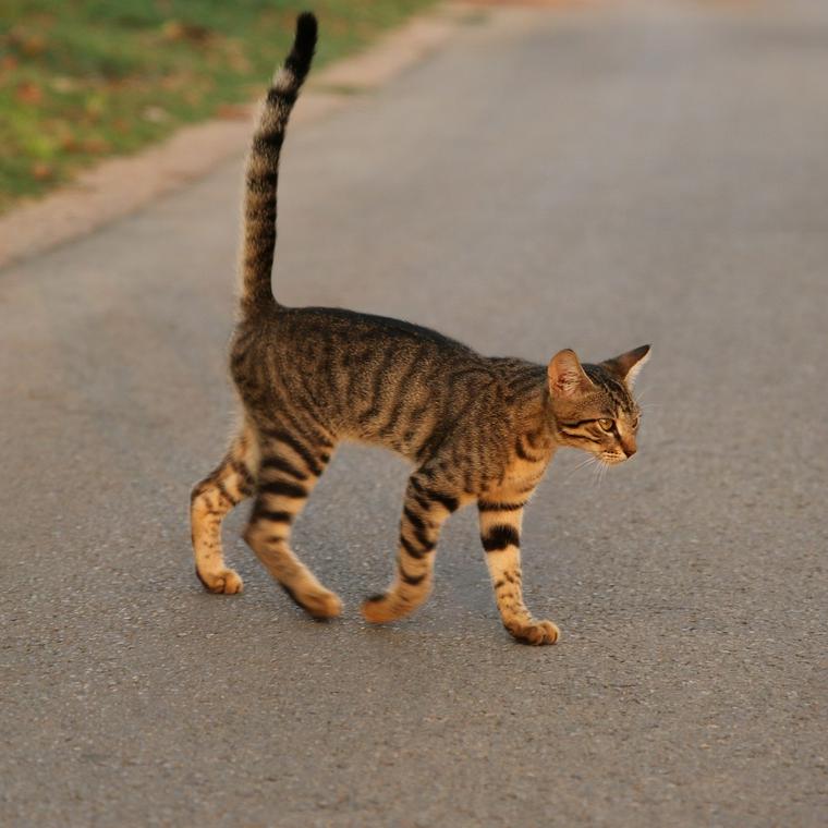 猫の歩き方がフラフラしている場合に考えられる症状や原因 応急処置や予防ケアも ペトコト