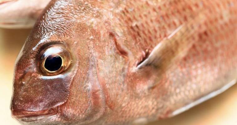 犬は鯛を食べても大丈夫? 鯛の刺身は食べてOKも醤油やわさびはNG