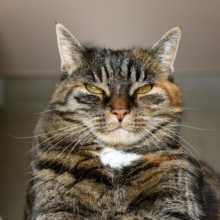 猫