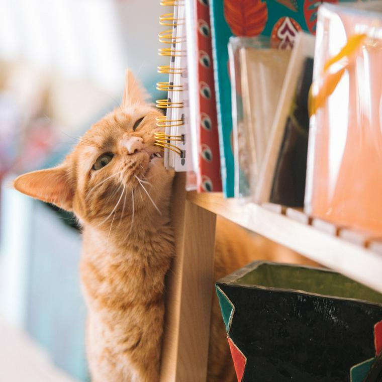 猫