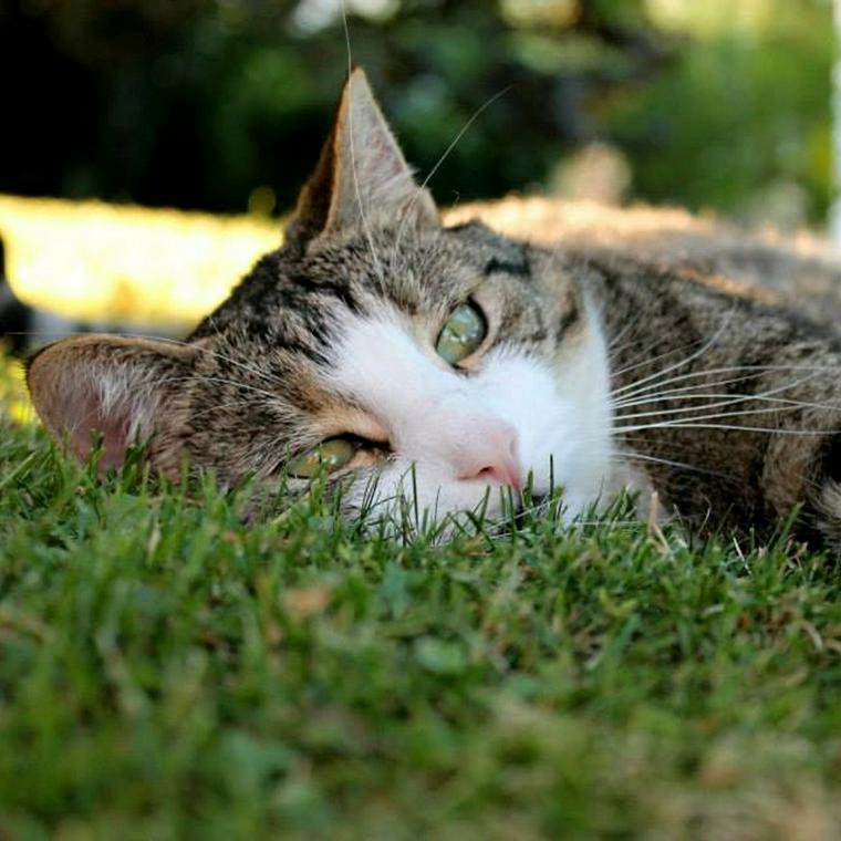 猫
