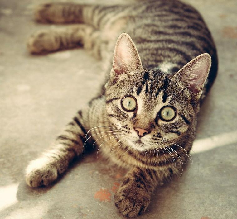猫がカレーを食べるのはng 玉ねぎで嘔吐 貧血の症状が出る可能性も ペトコト