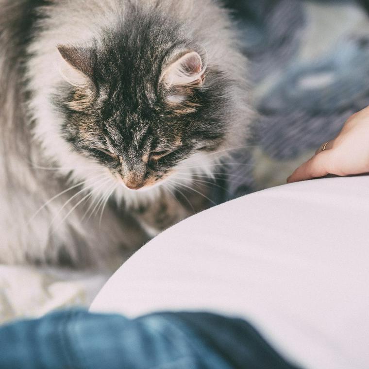猫の食欲不振を獣医師が解説 対処法や病院に行くべきかの判断基準 よくある誤解 ペトコト