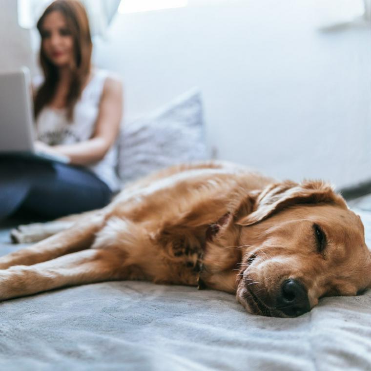 犬の陰部から膿が出ている場合に考えられる原因を獣医師が解説 ペトコト