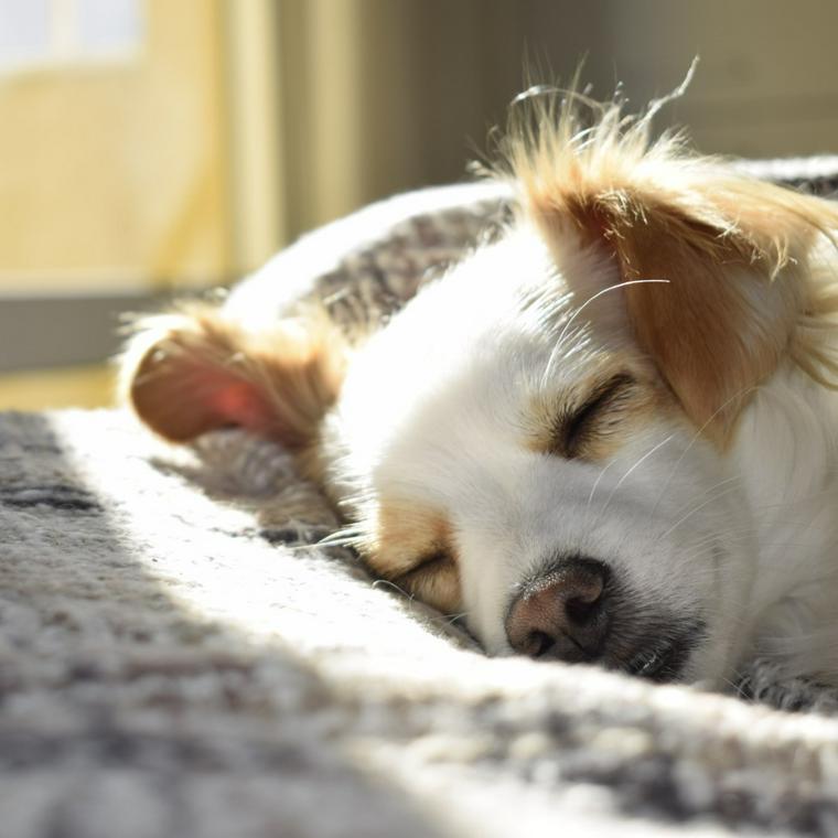 犬が食欲旺盛なときの注意点は 病気のリスクから子犬 シニア犬への対策まで獣医師が解説 ペトコト