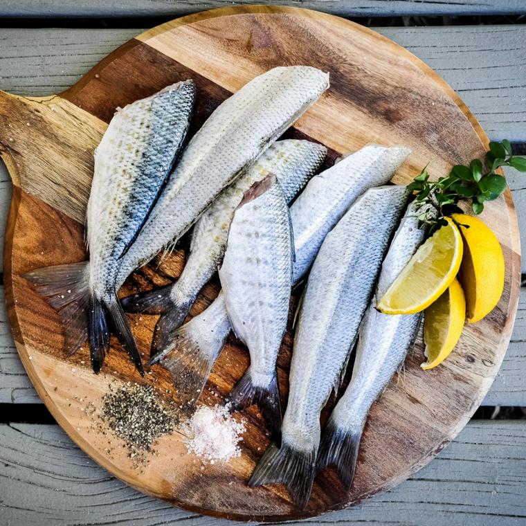 猫は魚の骨を食べたり飲み込んだりした場合の危険性や対処法 ペトコト