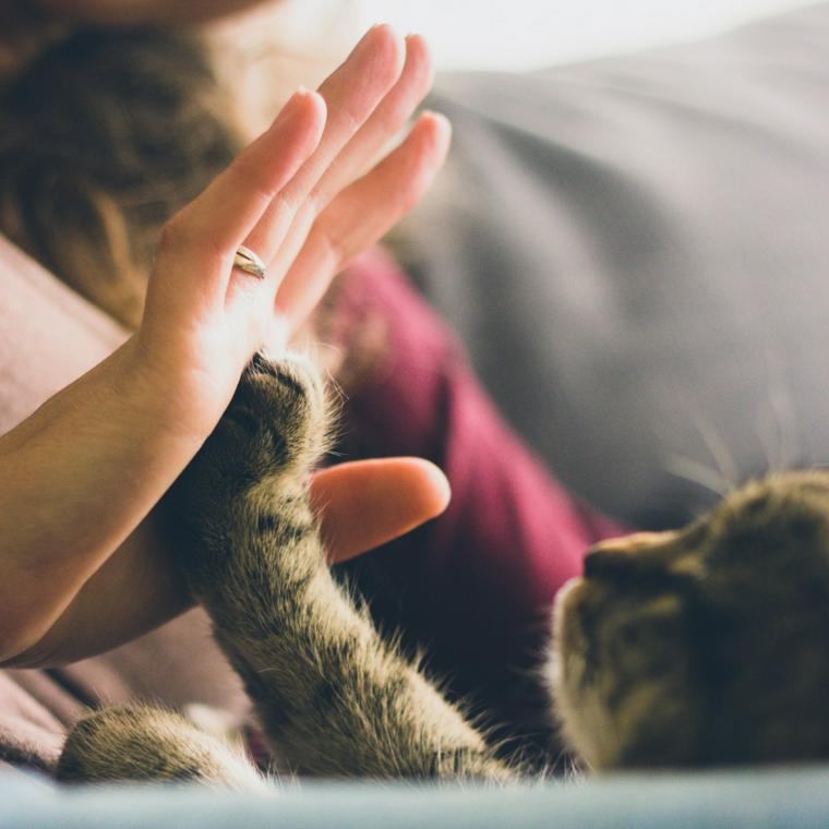 猫の目が腫れている場合に考えられる症状や原因 応急処置や予防ケアも ペトコト