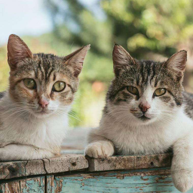 2匹の猫