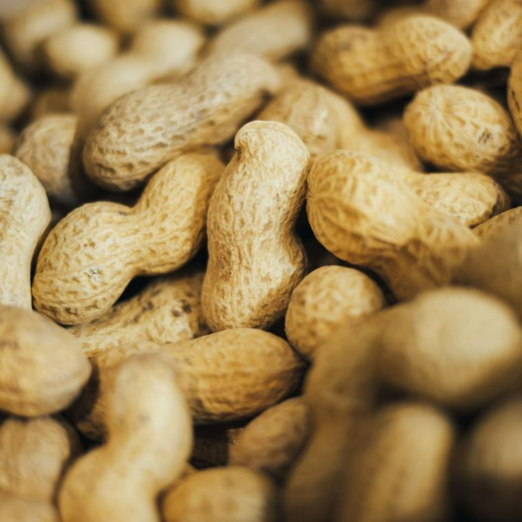 犬はピーナッツを食べても大丈夫 アレルギーや消化不良に注意 ペトコト