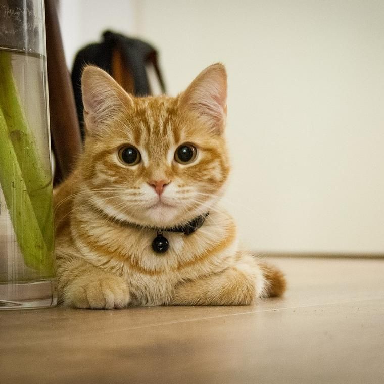 猫がマシュマロを食べるのはng 砂糖の摂りすぎや窒息の危険も ペトコト