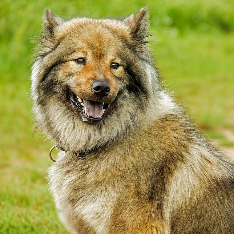 楽しそうにこちらを見る犬