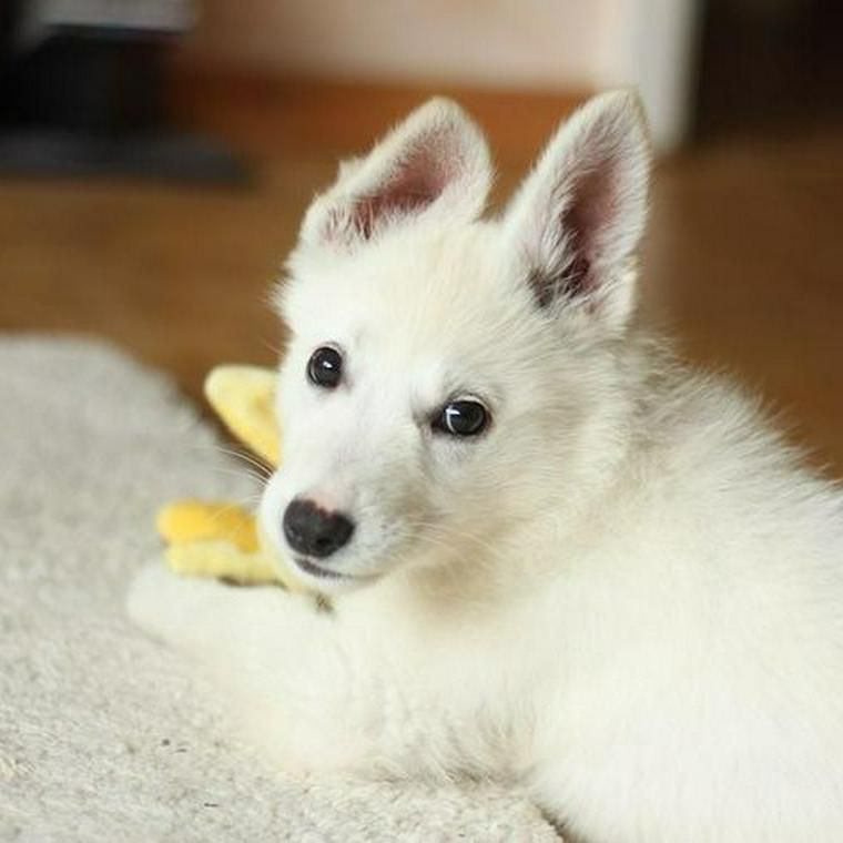 獣医師解説 犬が太る 肥満の原因は 肥満度チェックやダイエット方法 病気のリスクを解説 ペトコト