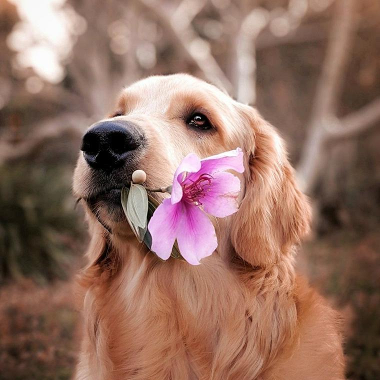 犬の平均寿命はどれくらい サイズ別 種類別の寿命と長生きの秘訣も ペトコト