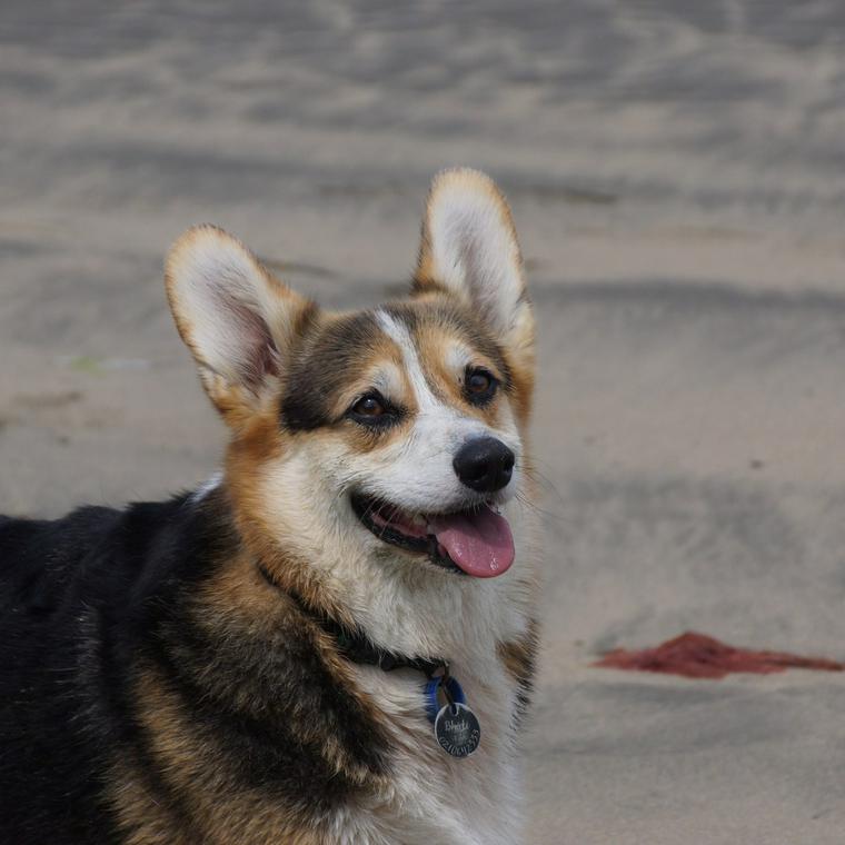 犬の平均寿命はどれくらい サイズ別 種類別の寿命と長生きの秘訣も ペトこと