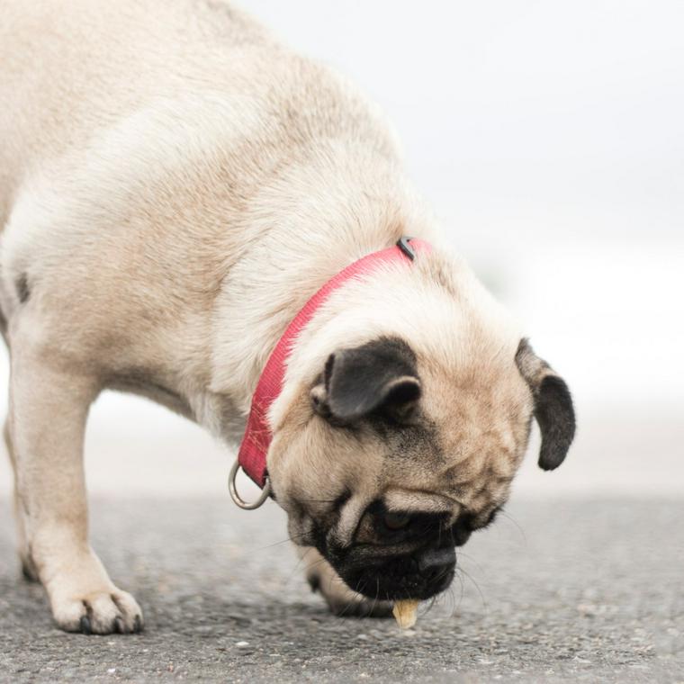 犬