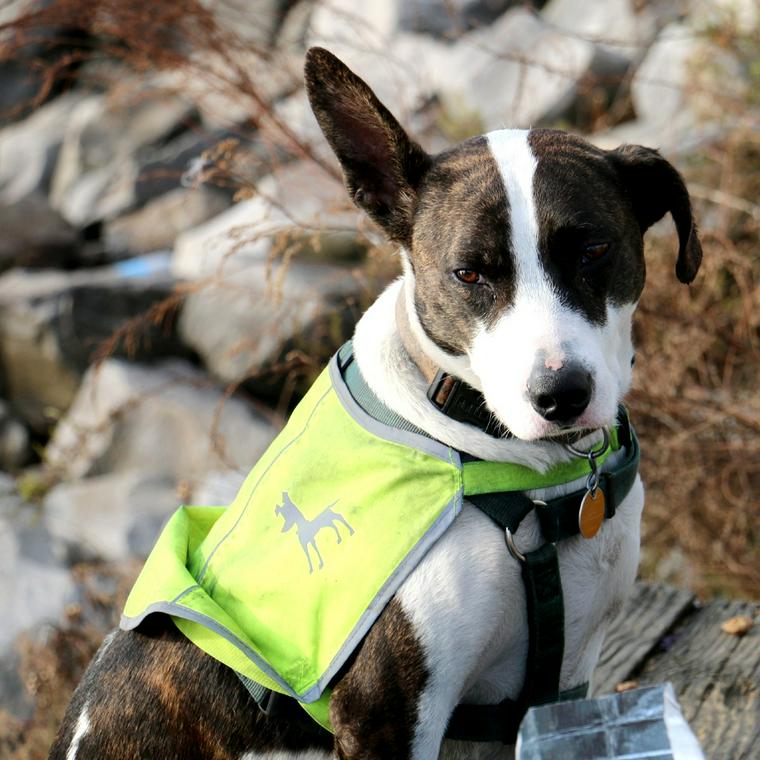 介助犬