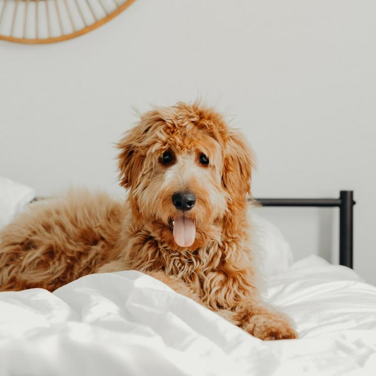 ブランケットの上でくつろぐ犬
