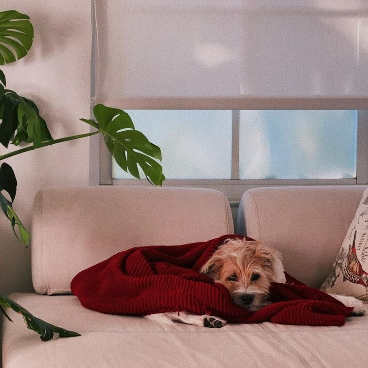 暖かい部屋で眠る犬