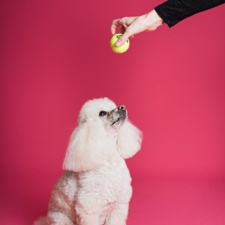 犬