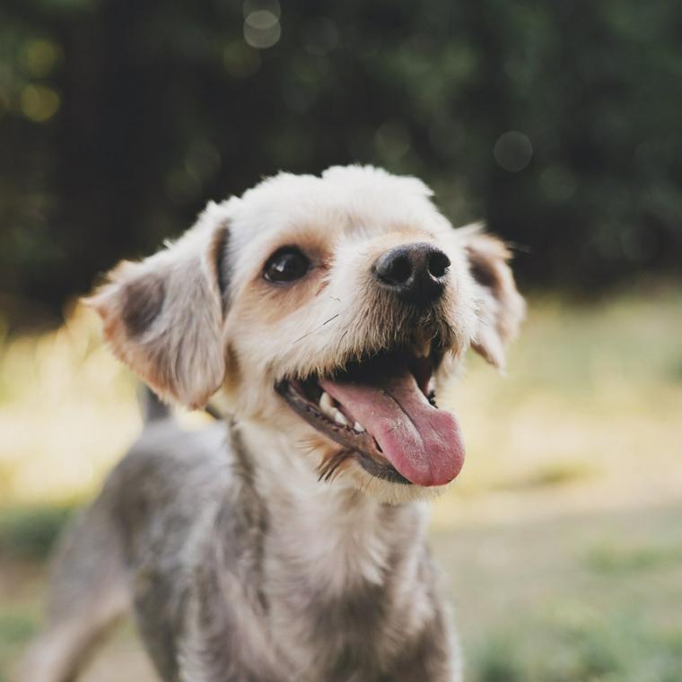 犬の歯の構造とは 生え変わりの時期や本数などを獣医師が解説 ペトコト