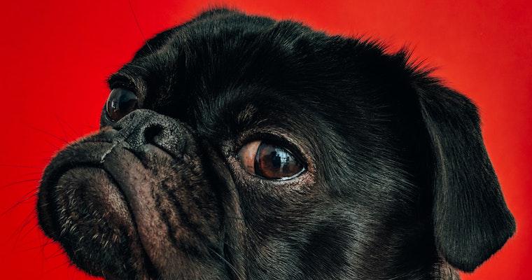 犬の目が充血している 赤い 考えられる原因 病気などを獣医師が解説 ペトこと