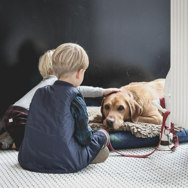 犬が雷を怖がるのはなぜ パニックにならない対策や落ち着かせる方法を解説 ペトコト