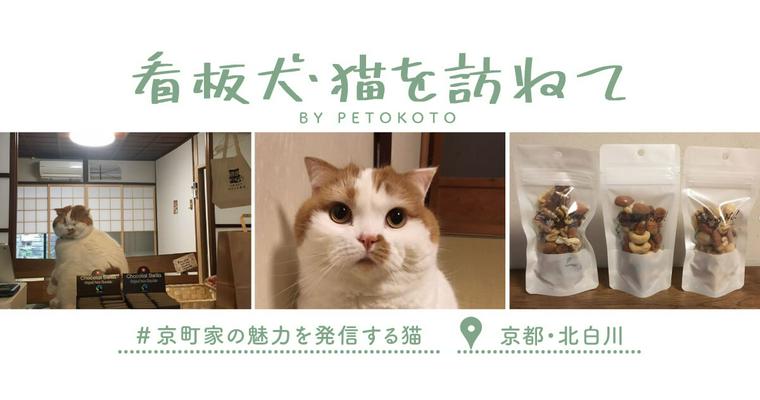 【看板犬・猫を訪ねてVol.2】京町家の魅力を発信する猫