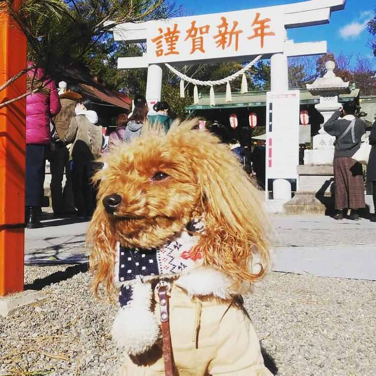 玉村八幡宮と犬