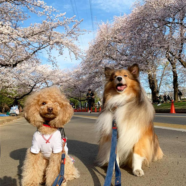 駒沢オリンピック公園でお花見をする犬たち