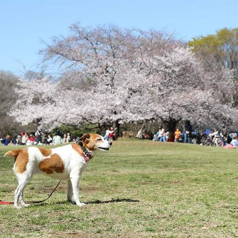 2024年】関東・関西の犬と行けるお花見スポット29選！桜の注意点やお