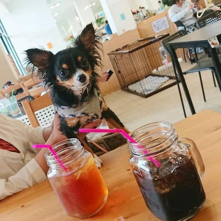 千葉県印西市の犬連れランチができるドッグカフェを紹介 ペトコト
