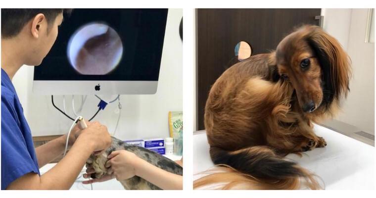 【獣医師執筆】犬の耳が臭いのは病気？耳垢の色や状態による原因・症状・治療法・対処法
