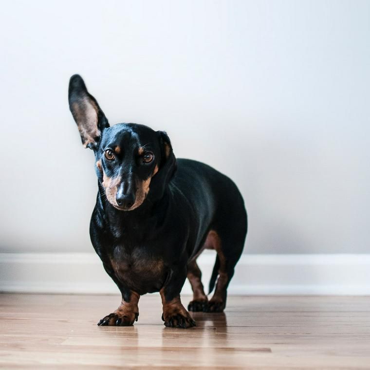 獣医師執筆 犬の耳が臭いのは病気 耳垢の色や状態による原因 症状 治療法 対処法 ペトコト