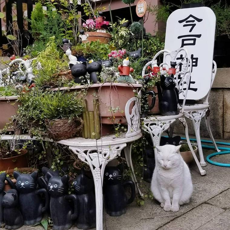 今戸神社のナミちゃん