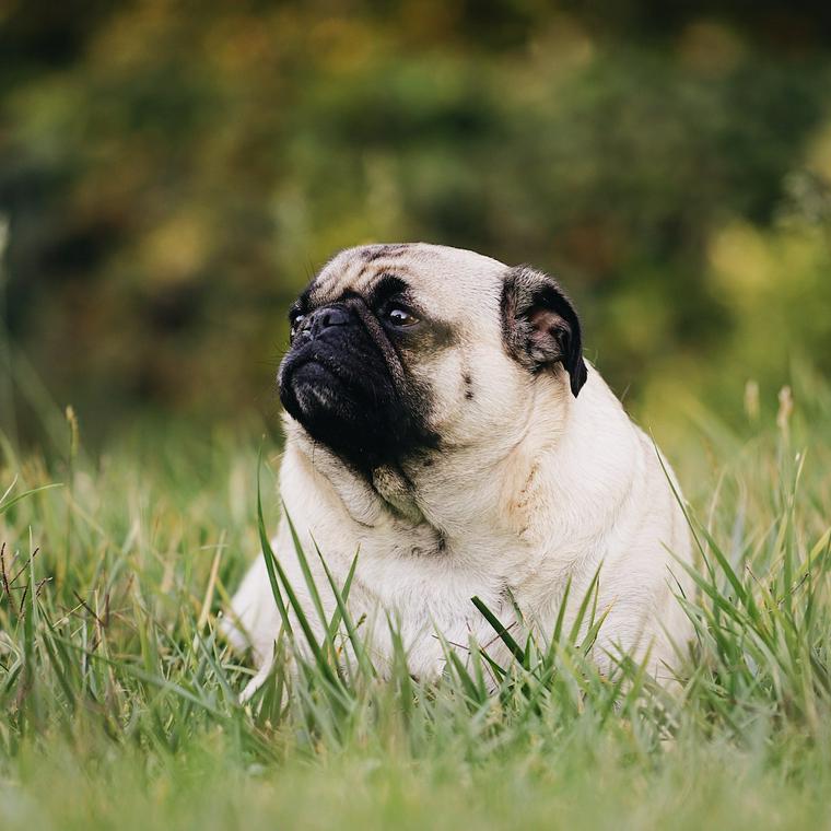 獣医師解説 犬が太る 肥満の原因は 肥満度チェックやダイエット方法 病気のリスクを解説 ペトコト