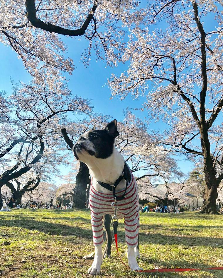 小金井公園でお花見をするフレブル