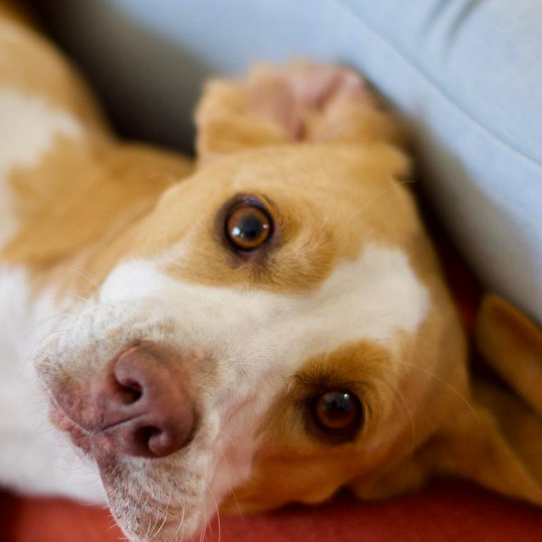 獣医師解説 犬のくしゃみが止まらない理由は 考えられる原因や病気のリスク 対処法 ペトコト