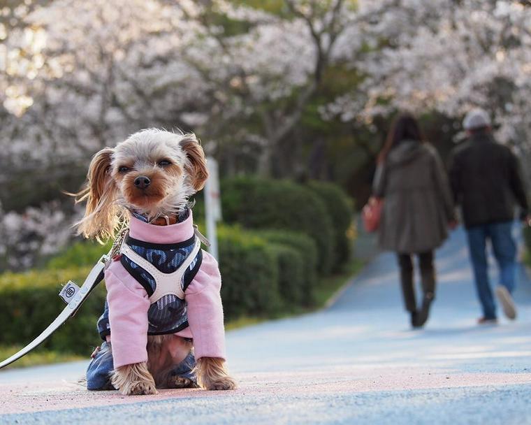 桜と犬