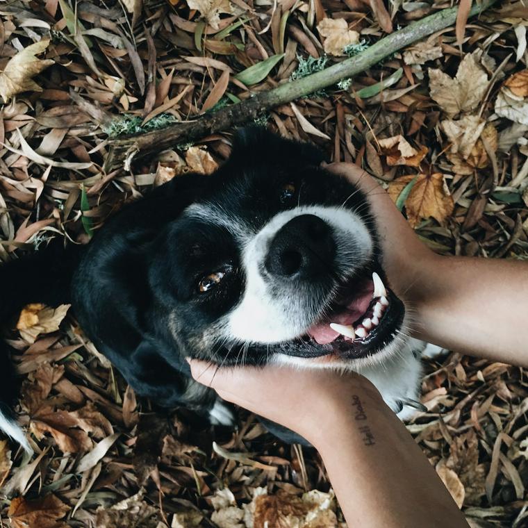 犬が顎をガクガクと震わせている場合に考えられる原因 病気を獣医師が解説 ペトコト