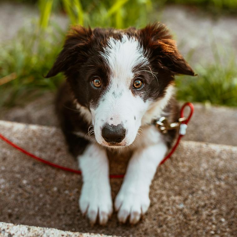 遊びたそうな犬