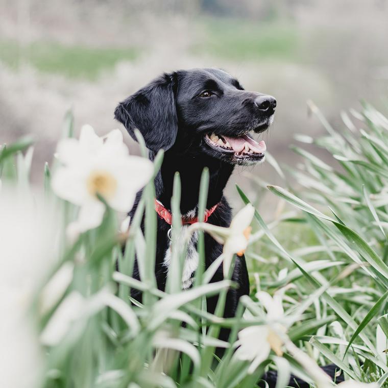 お花畑の中にいる黒い犬