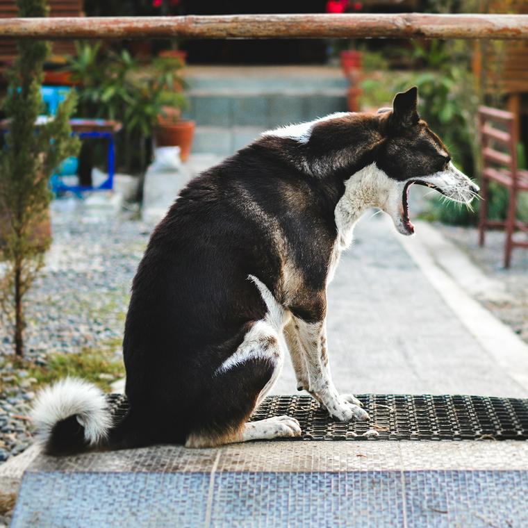 あくびをする犬