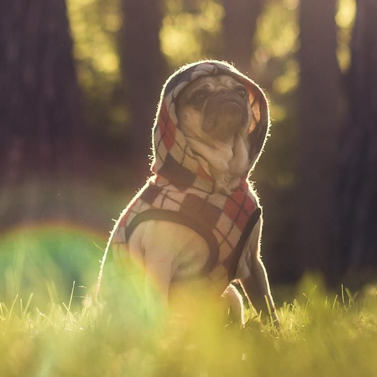木漏れ日の中にいる犬