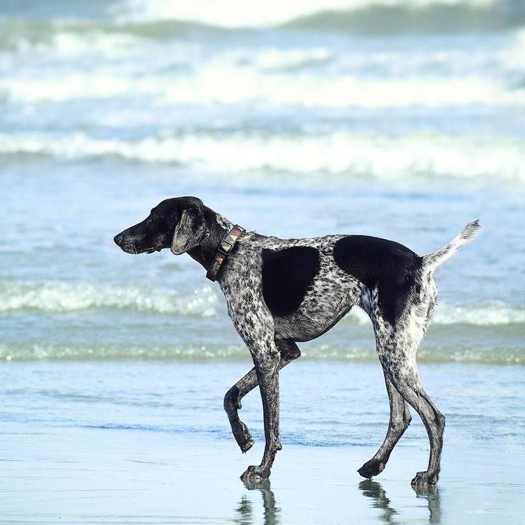 犬
