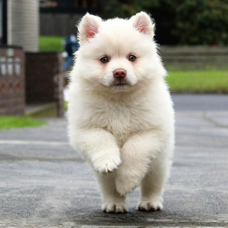 楽しそうに走る犬