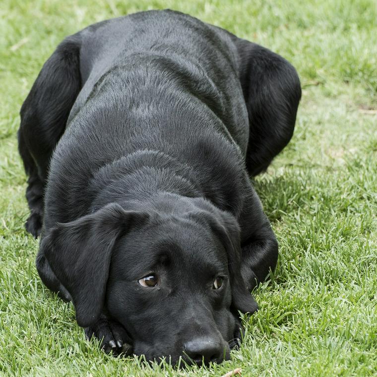 芝生に寝そべる犬