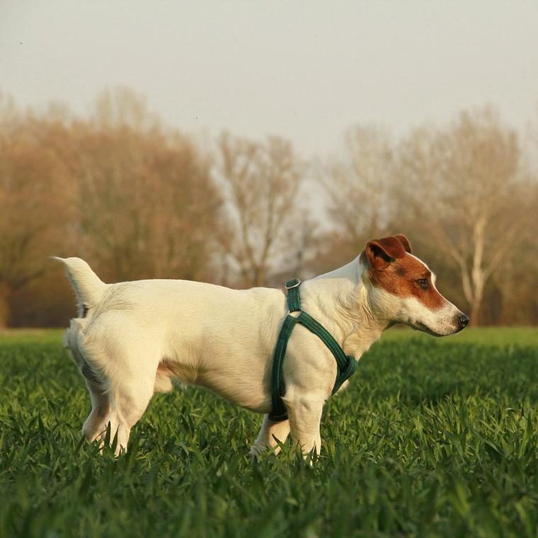 真剣な顔で歩いている犬