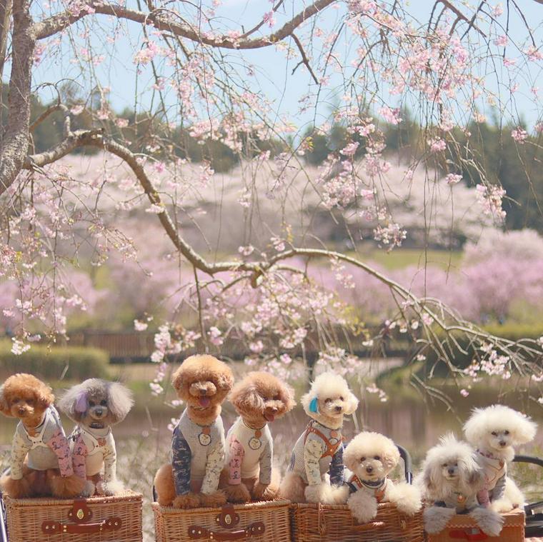 桜の木の下にいる犬たち