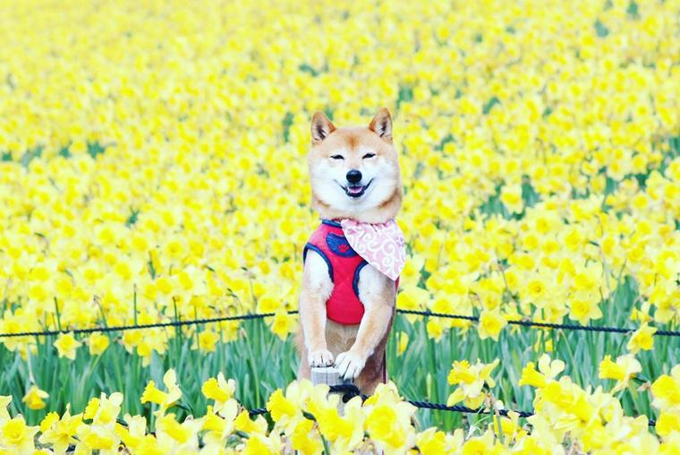 国営ひたち海浜公園の黄色い花畑に立つ柴犬