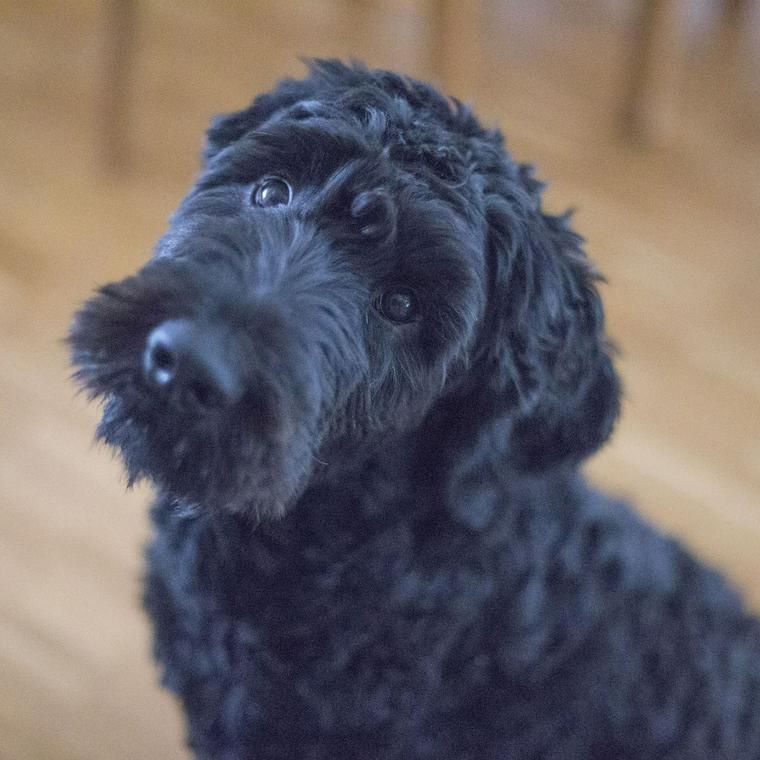 首を傾げる黒い犬